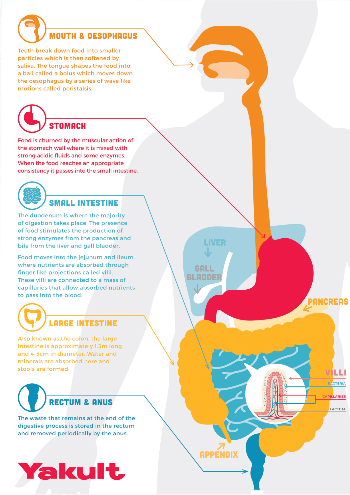 Human Digestive System Facts